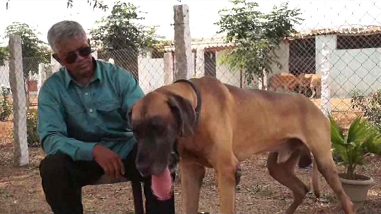 Ss Kennels in Tatti Annaram,Hyderabad Best Kennel Service in