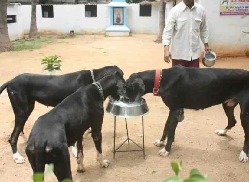 Ss Kennels in Tatti Annaram,Hyderabad Best Kennel Service in