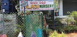Top 10 Plant Nurseries In Mehdipatnam Best Nursery Suppliers Tulasi Nursery