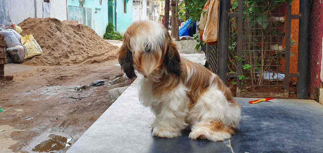 KS Pets World & Services, Bowenpally Pet Shops For Dog in Hyderabad