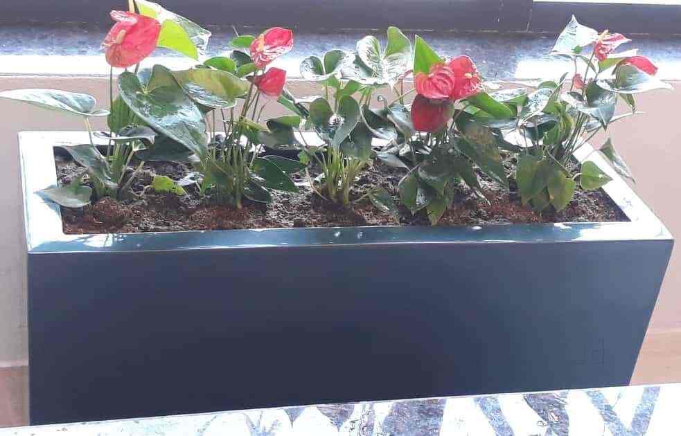 Sriven Green Projects in Alwal,Hyderabad Best Plant Nurseries in