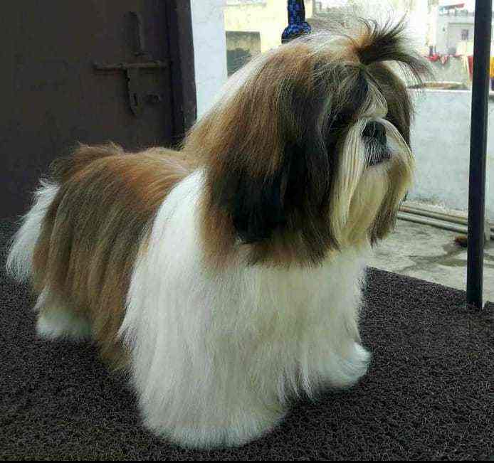 Pets World Kennels, Banjara Hills Pet Shops in Hyderabad Justdial