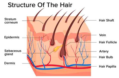 Advanced Skin and Hair Clinic in Nallakunta,Hyderabad - Best Skin Care Clinics in Hyderabad - Justdial Advanced Skin and Hair Clinic in Nallakunta,Hyderabad - Best Skin Care Clinics in Hyderabad - Justdial