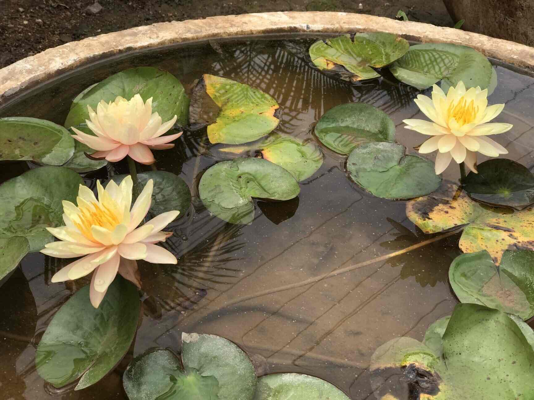 Sri Satyanarayana Nursery Gardens, Jubilee Hills Plant Nurseries in