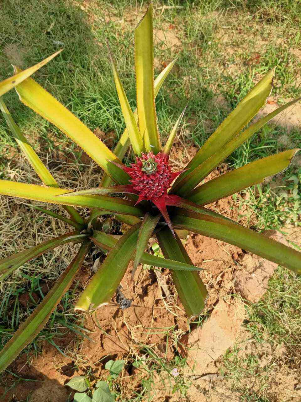 Top Plant Nurseries in Adibatla,Hyderabad Best Government Plant