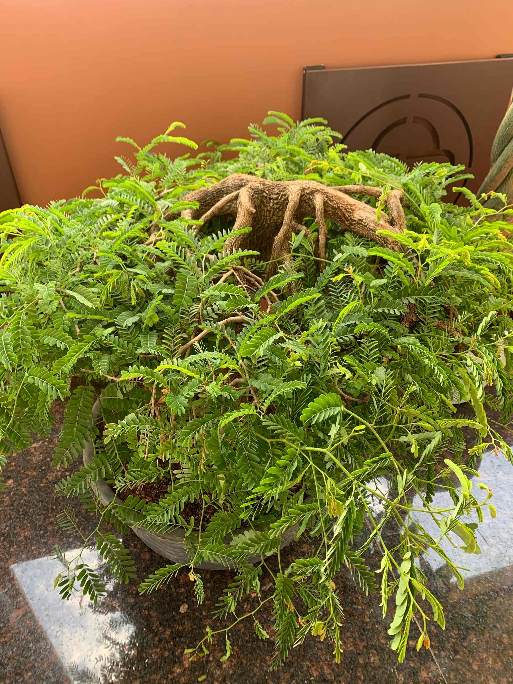 Top Jaguar Car Rental in Red Hills Best Jaguar Car Rental Hyderabad