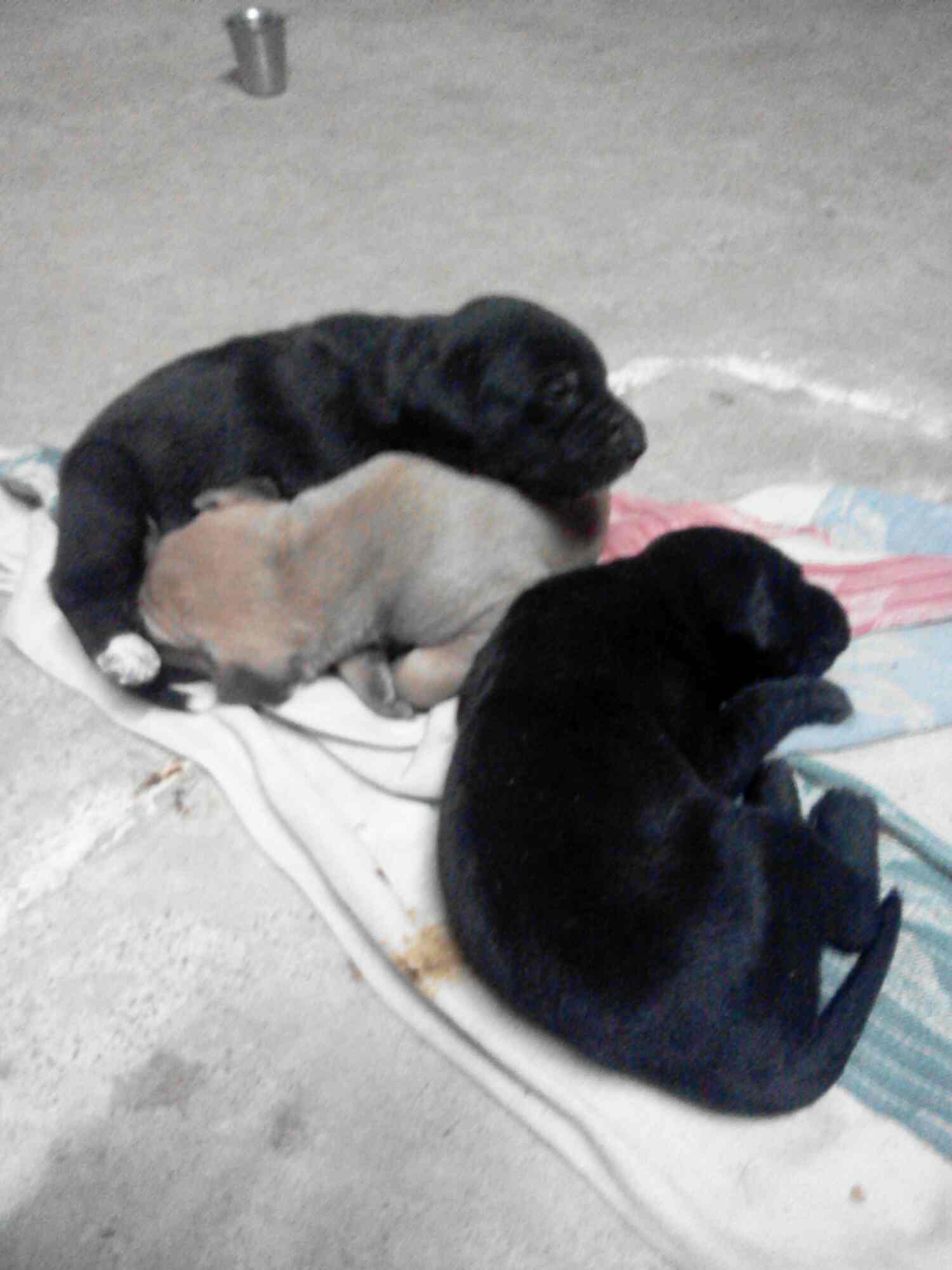 Toyyeti Kennels in Nagole,Hyderabad Best Kennel Service in Hyderabad