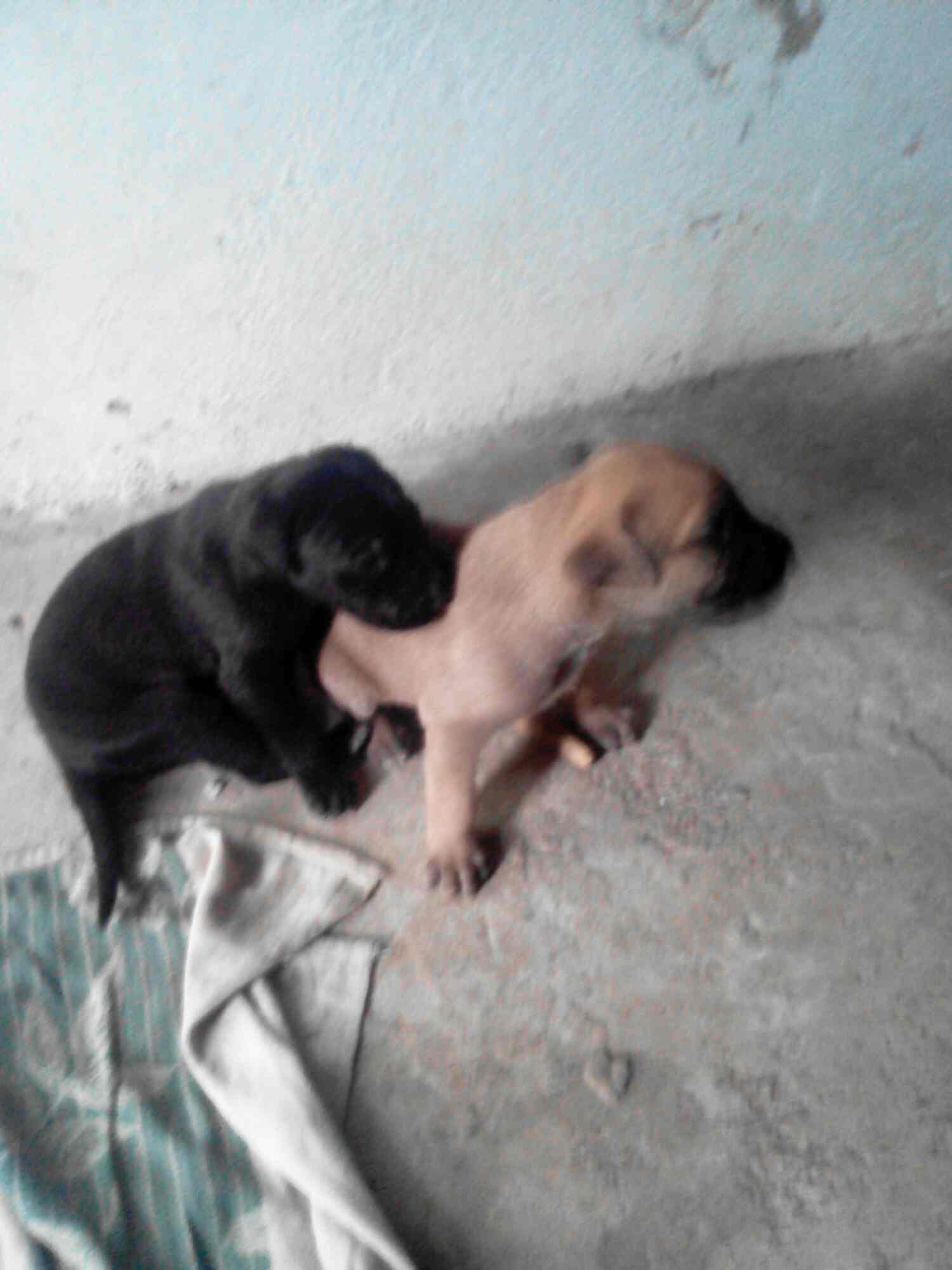 Toyyeti Kennels in Nagole,Hyderabad Best Kennel Service in Hyderabad