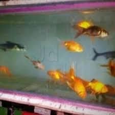 Blue Sea Fish Aquariums Dilsukhnagar Cleaning Services In Hyderabad Justdial