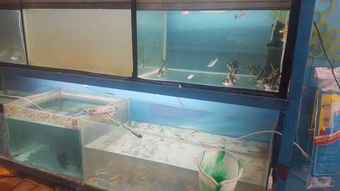 Blue Sea Fish Aquariums Dilsukhnagar Cleaning Services In Hyderabad Justdial