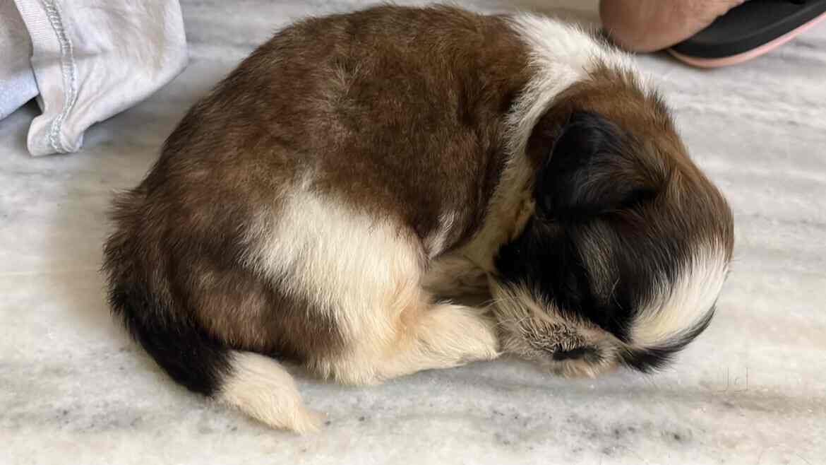 Top Pet Shops For Pug Dog in Yamnampet Best Pet Stores For Pug Dog