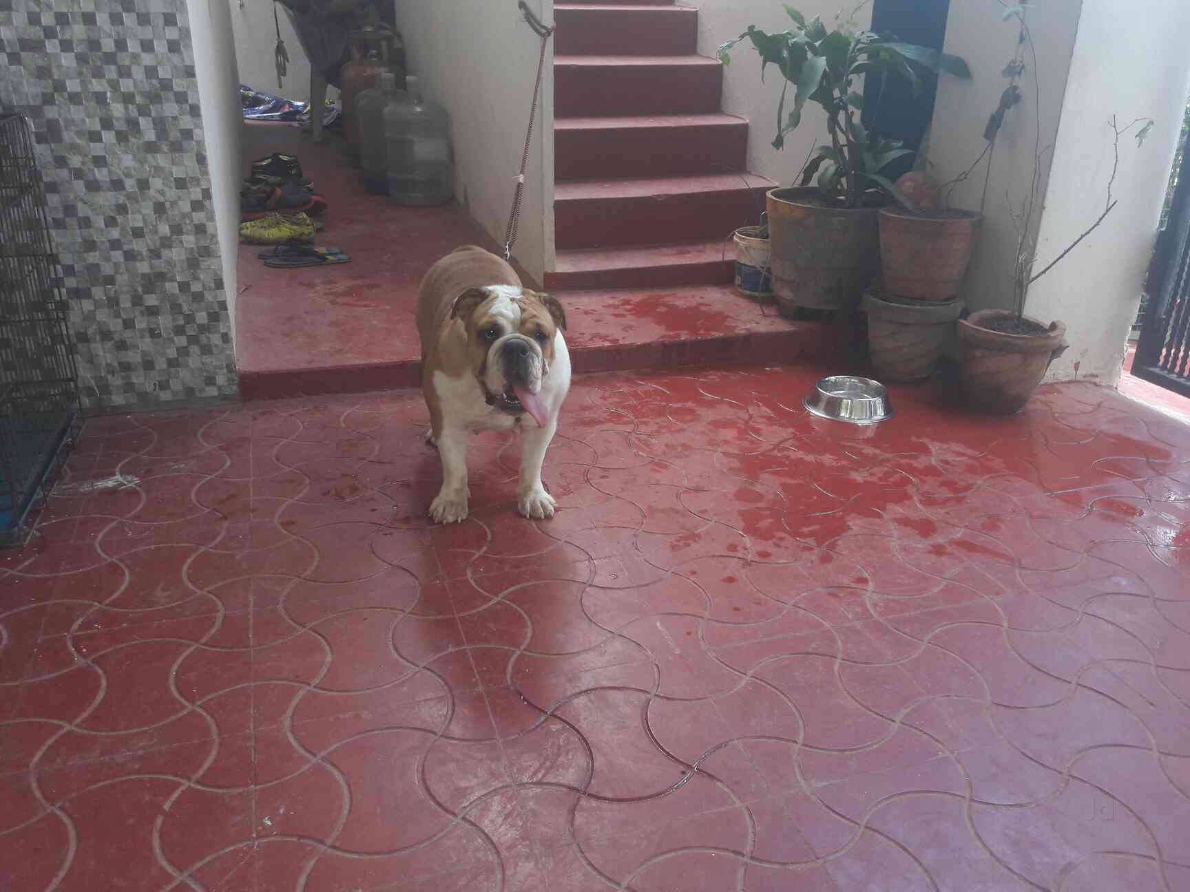 Top Pet Shops For Dog in BK Guda,Hyderabad Best Pet Supplies Store