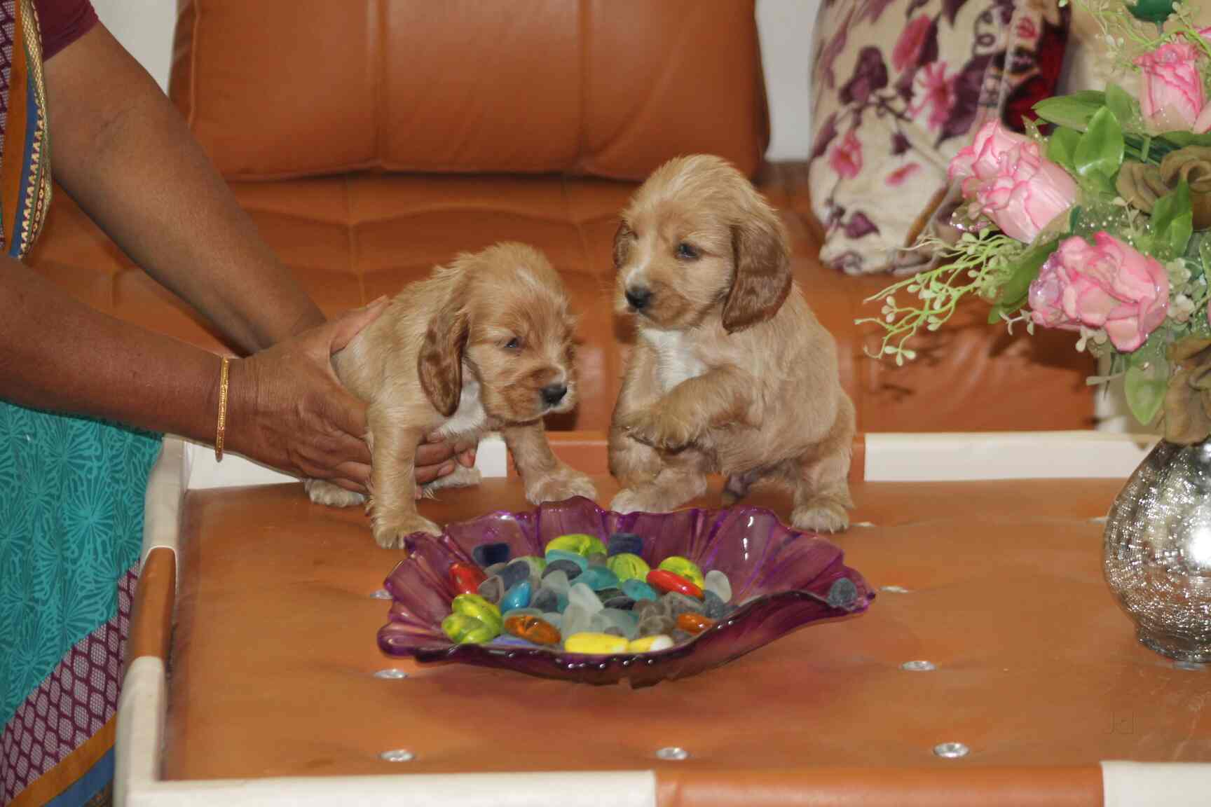 Top Pet Shops For Dog in BK Guda,Hyderabad Best Pet Supplies Store