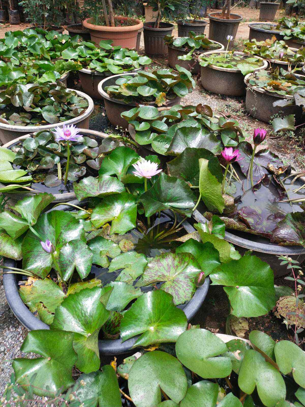 Top Plant Nurseries in Adibatla,Hyderabad Best Government Plant