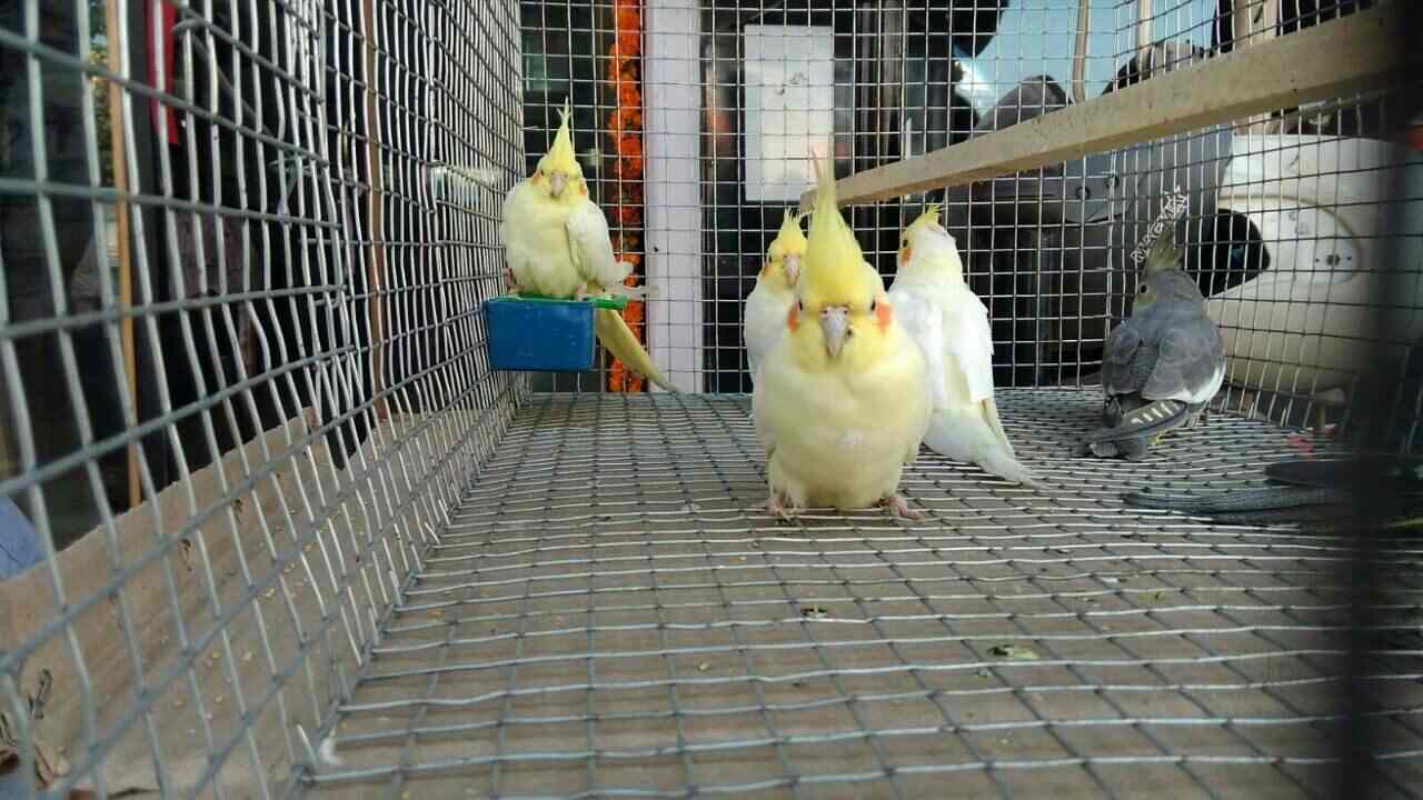 Bow Boww to Meow Meow in Kukatpally,Hyderabad Best Pet Shops For