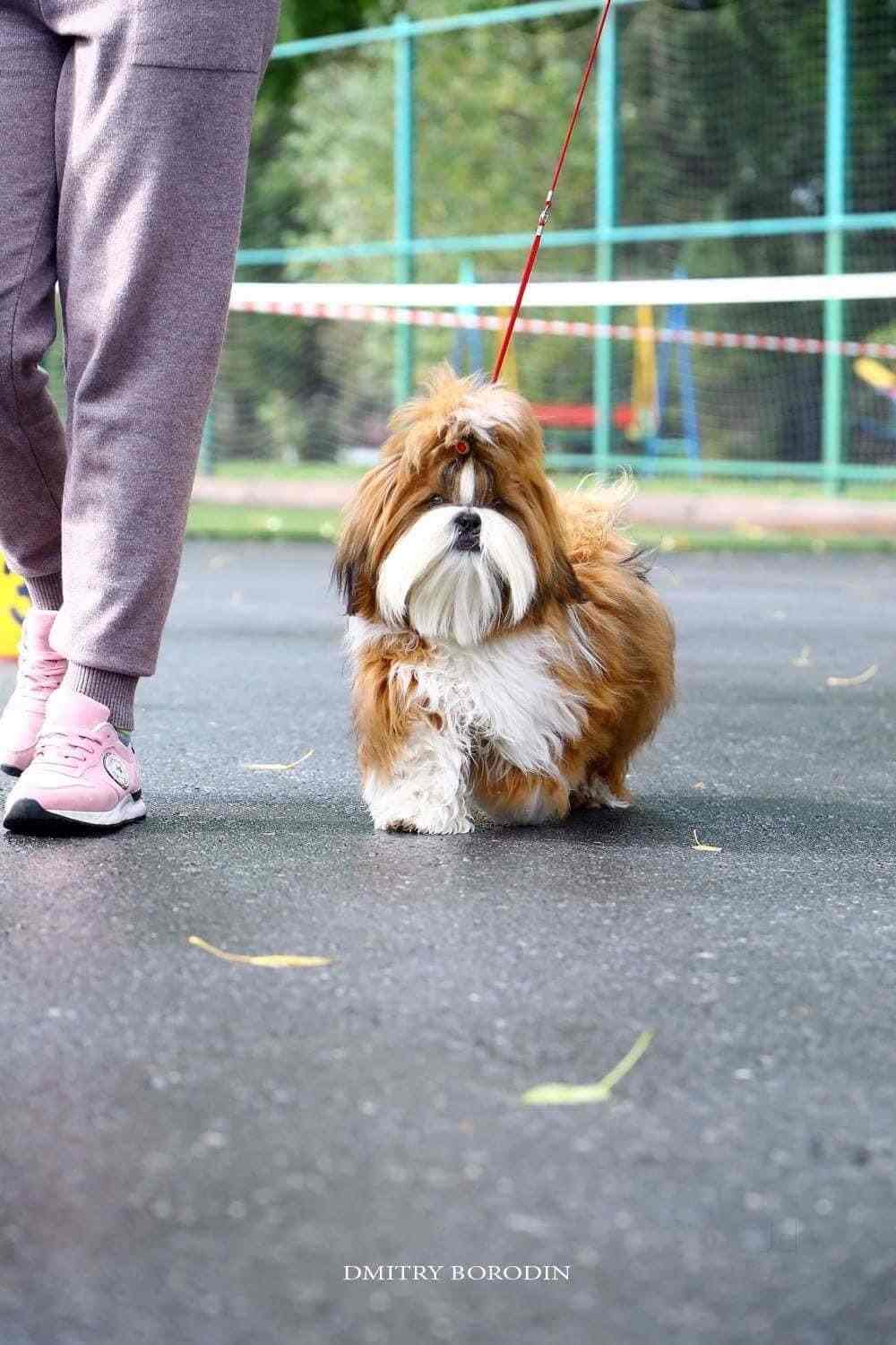 Top 100 Dog Kennel Shops in Hyderabad Best Dog Kennels Suppliers