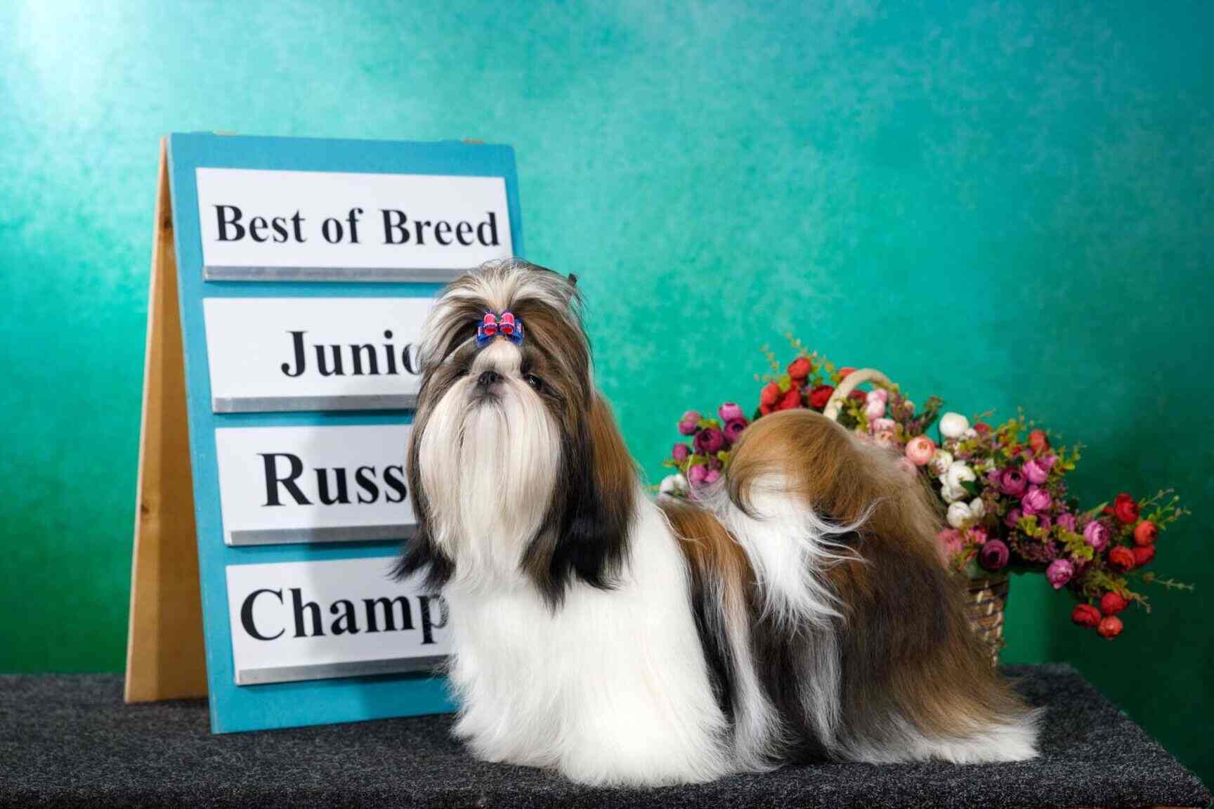 Parkour International Pets & Kennels, LB Nagar Pet Shops in Hyderabad