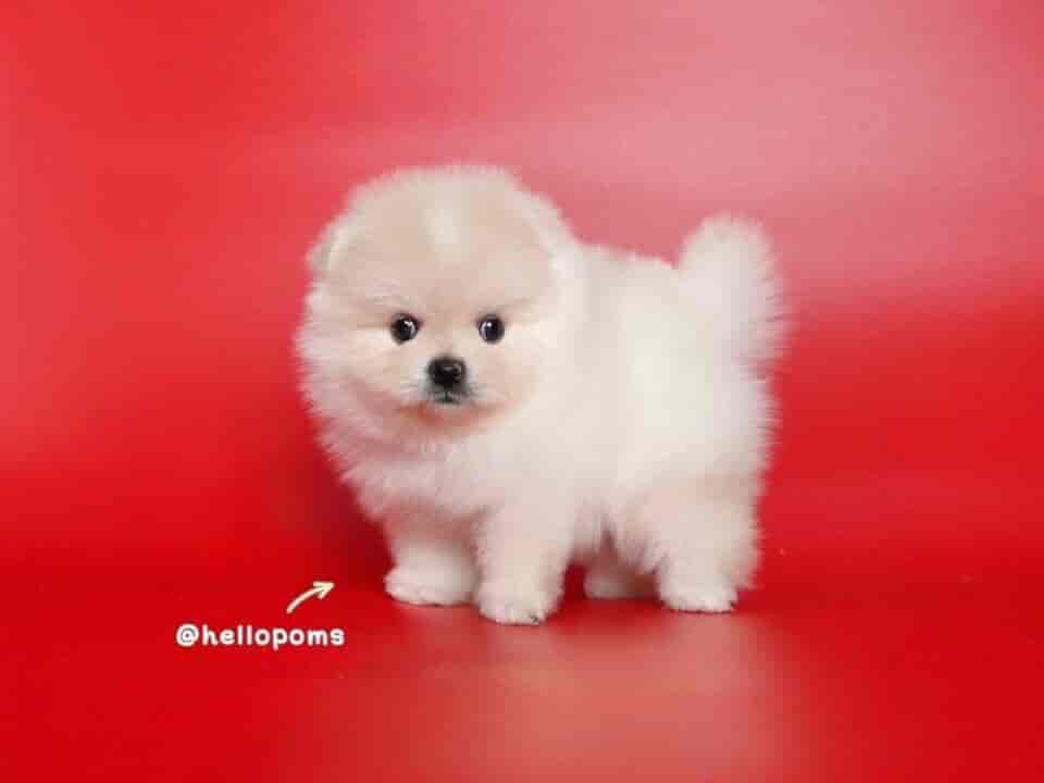 Storror International Pets Kennels, Jubilee Hills Pet Shops in