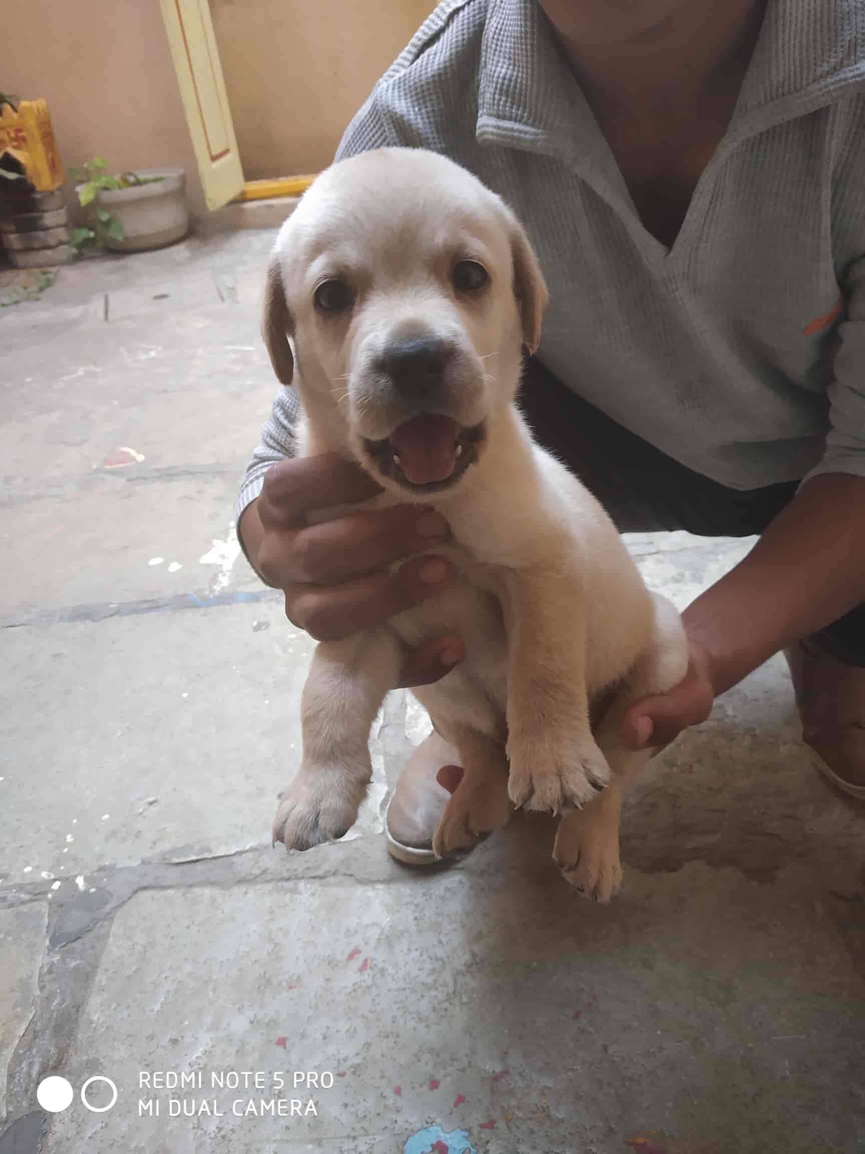 Top Pet Shops For Dog in BK Guda,Hyderabad Best Pet Supplies Store