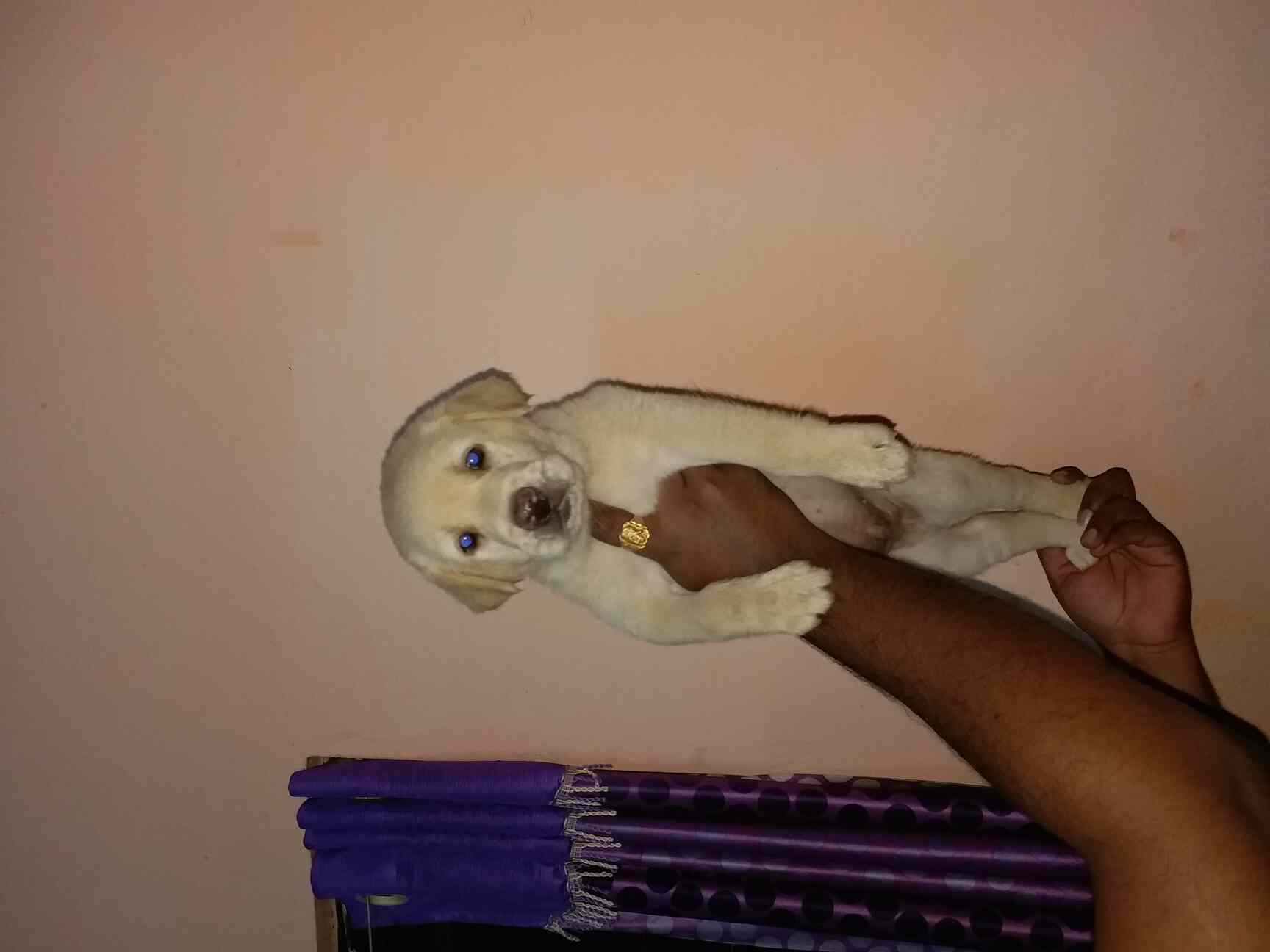 Top Pet Shops For Dog in BK Guda,Hyderabad Best Pet Supplies Store