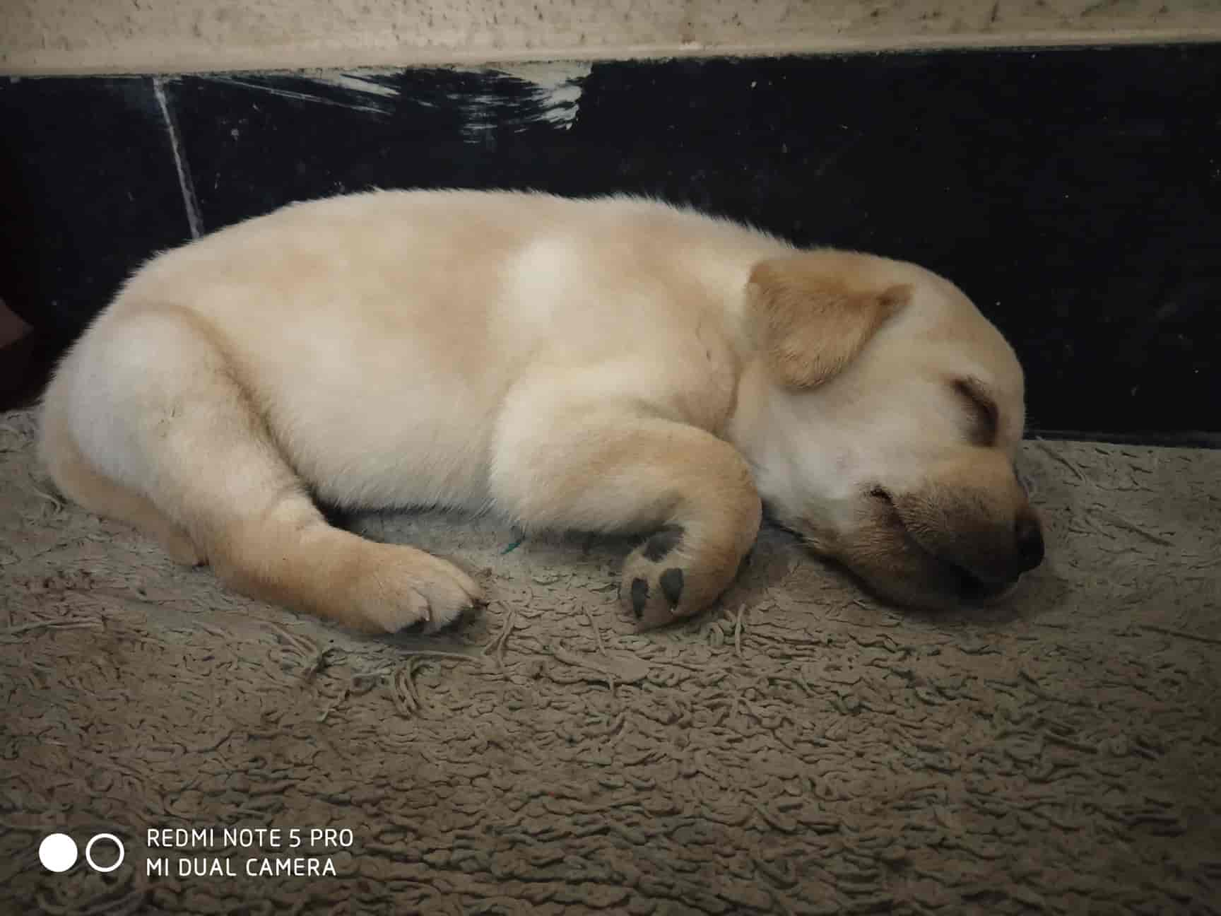 Top Pet Shops For Dog in BK Guda,Hyderabad Best Pet Supplies Store