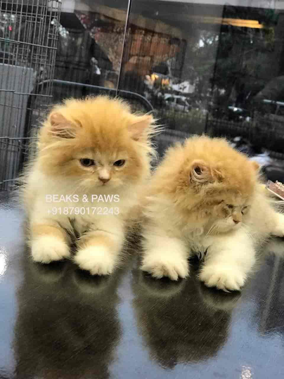 Top Pet Shops For Dog in BK Guda,Hyderabad Best Pet Supplies Store