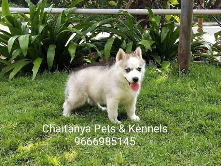 Chaitanya Pets & Kennels, Osmania University Dog Kennel Dealers in