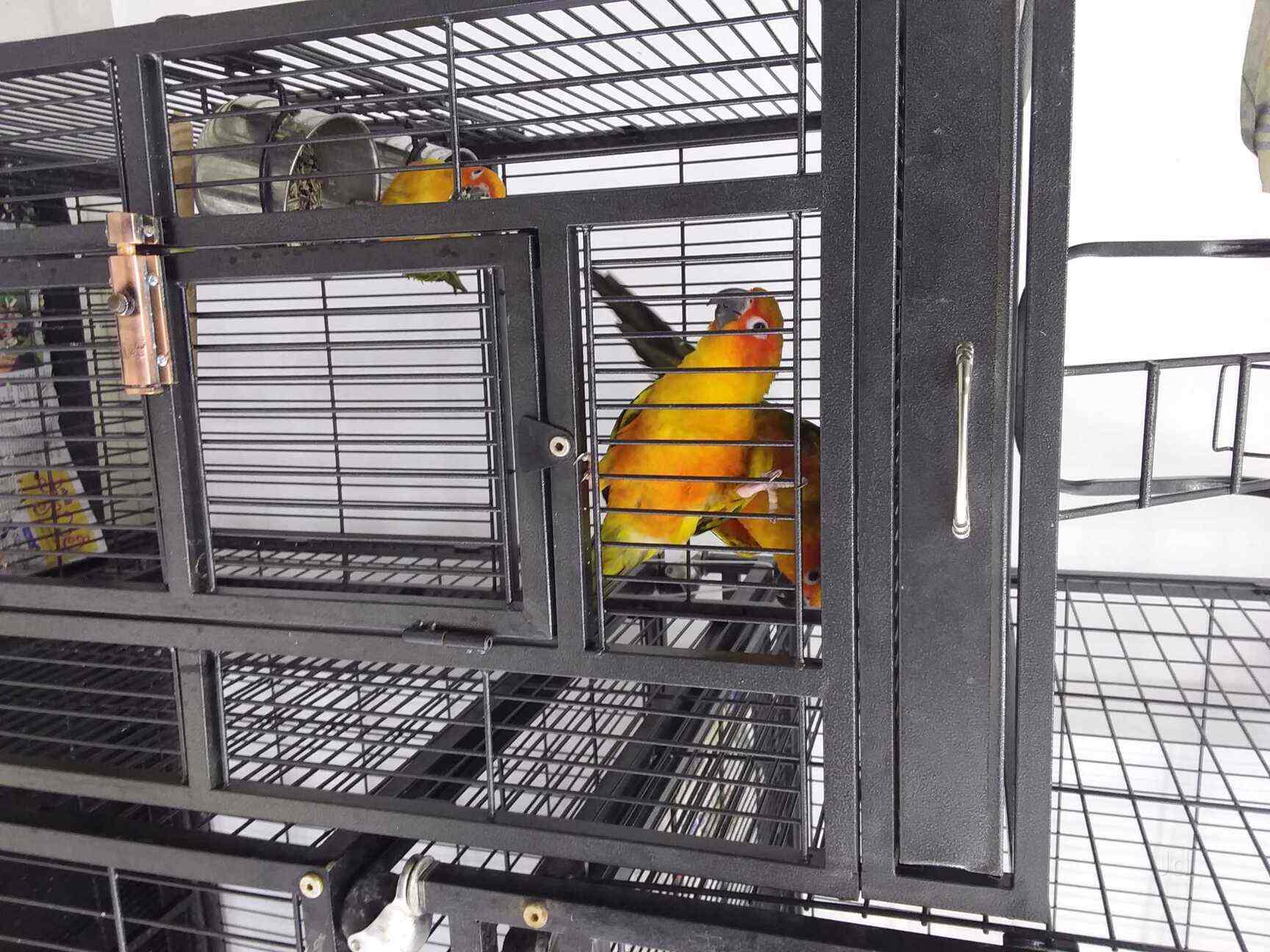 Top Pet Shops For Siberian Husky Dog in Begumpet Best Siberian Husky