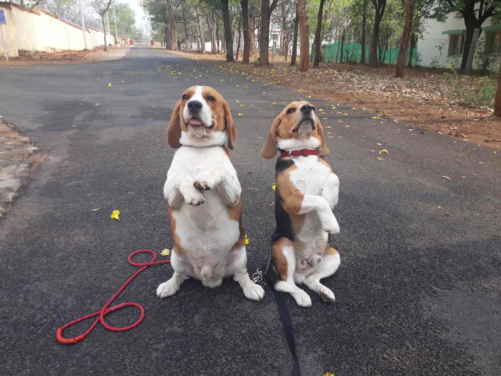 Top 50 Dog Training At Home in Hyderabad Best In Home Dog Trainers