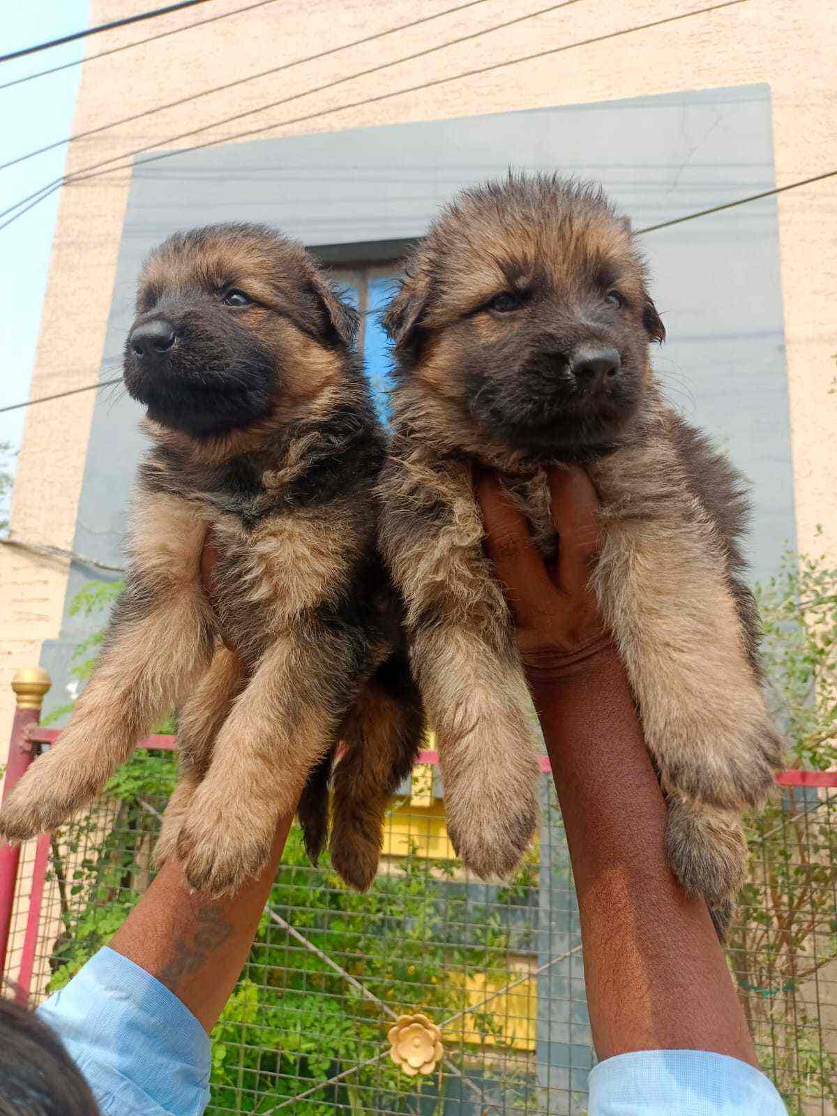 Our Family Petzone in Suchitra Cross Road,Hyderabad Best Dog Kennel