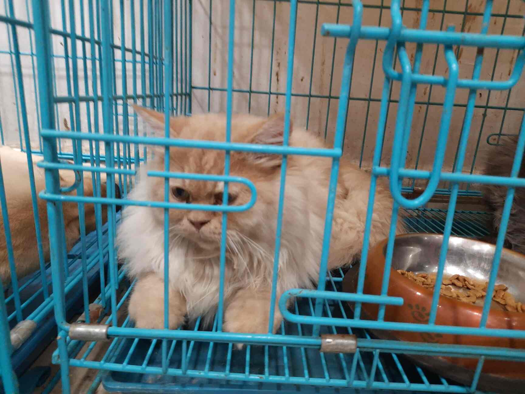 Our Family Petzone in Suchitra Cross Road,Hyderabad Best Dog Kennel