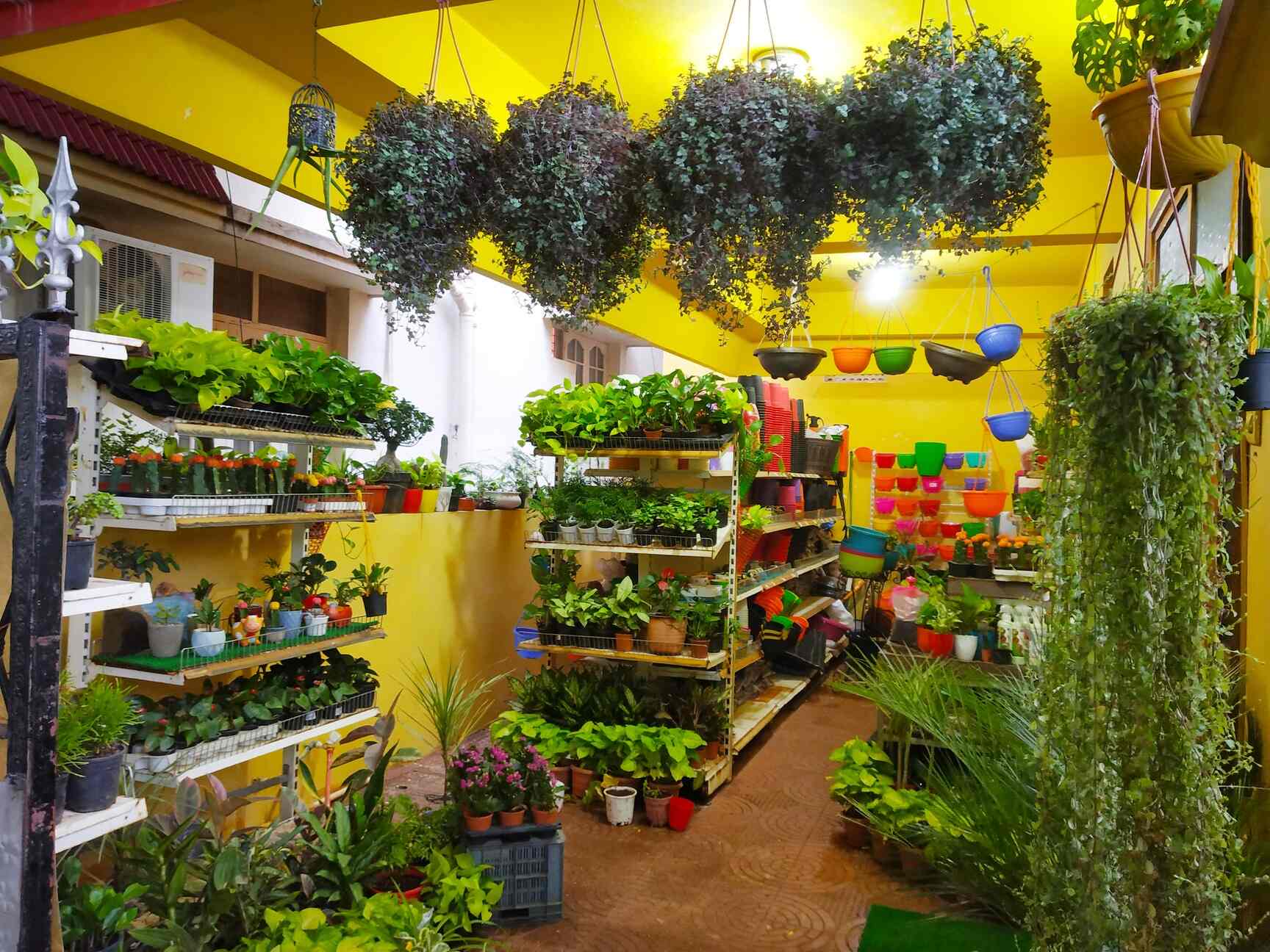 Myro Farms in Mahendra Hills,Hyderabad Best Fruit Plant Nurseries in