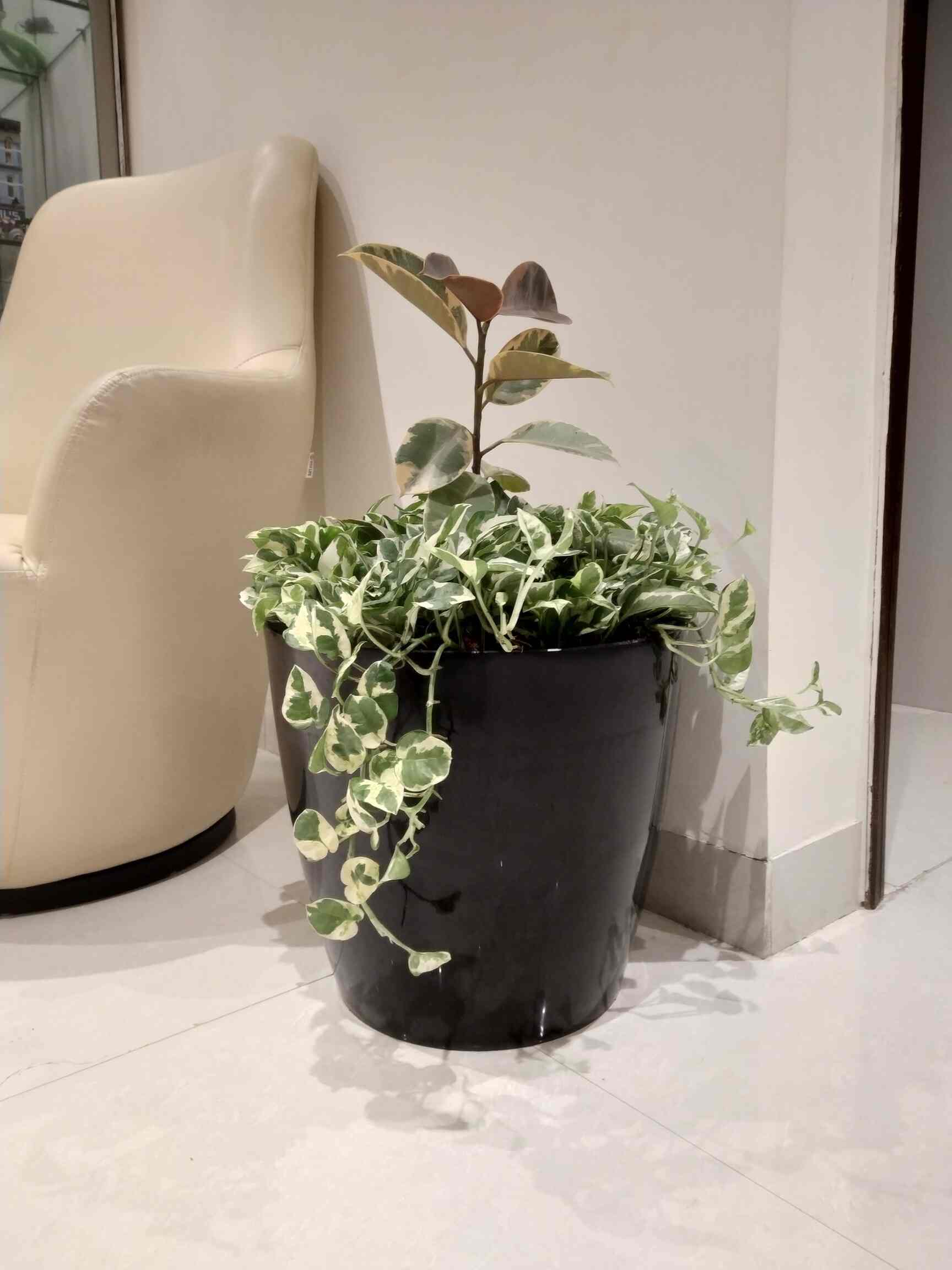 Myro Farms in Mahendra Hills,Hyderabad Best Fruit Plant Nurseries in