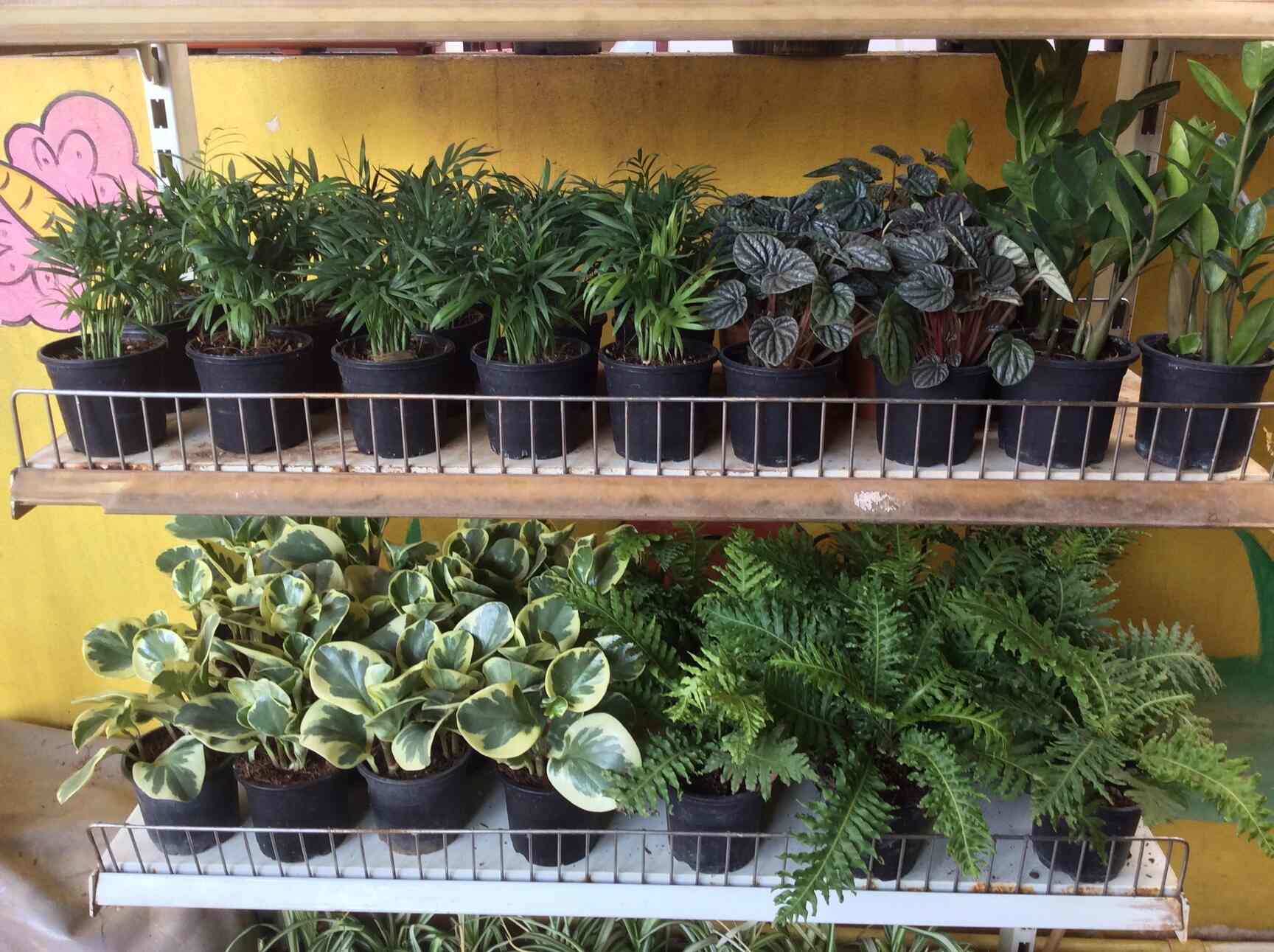 Myro Farms in Mahendra Hills,Hyderabad Best Fruit Plant Nurseries in