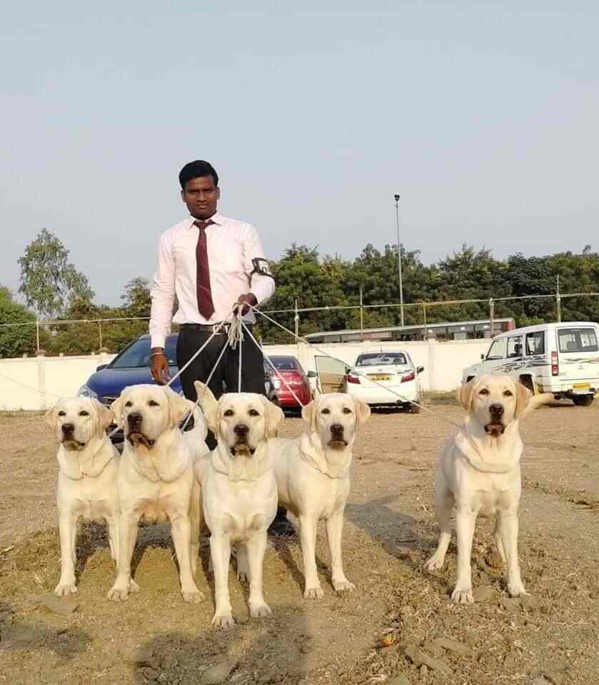 Aruna Kennels, Warasiguda Pet Shops in Hyderabad Justdial