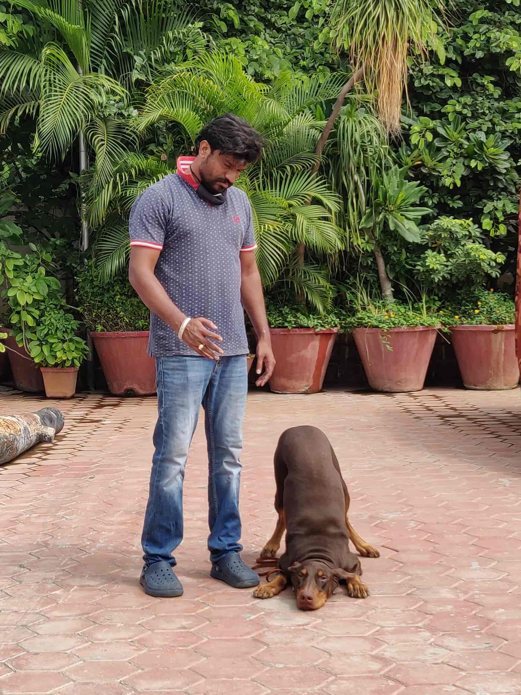 Top Pet Shops in Hyderabad Best Pet Store near me Justdial