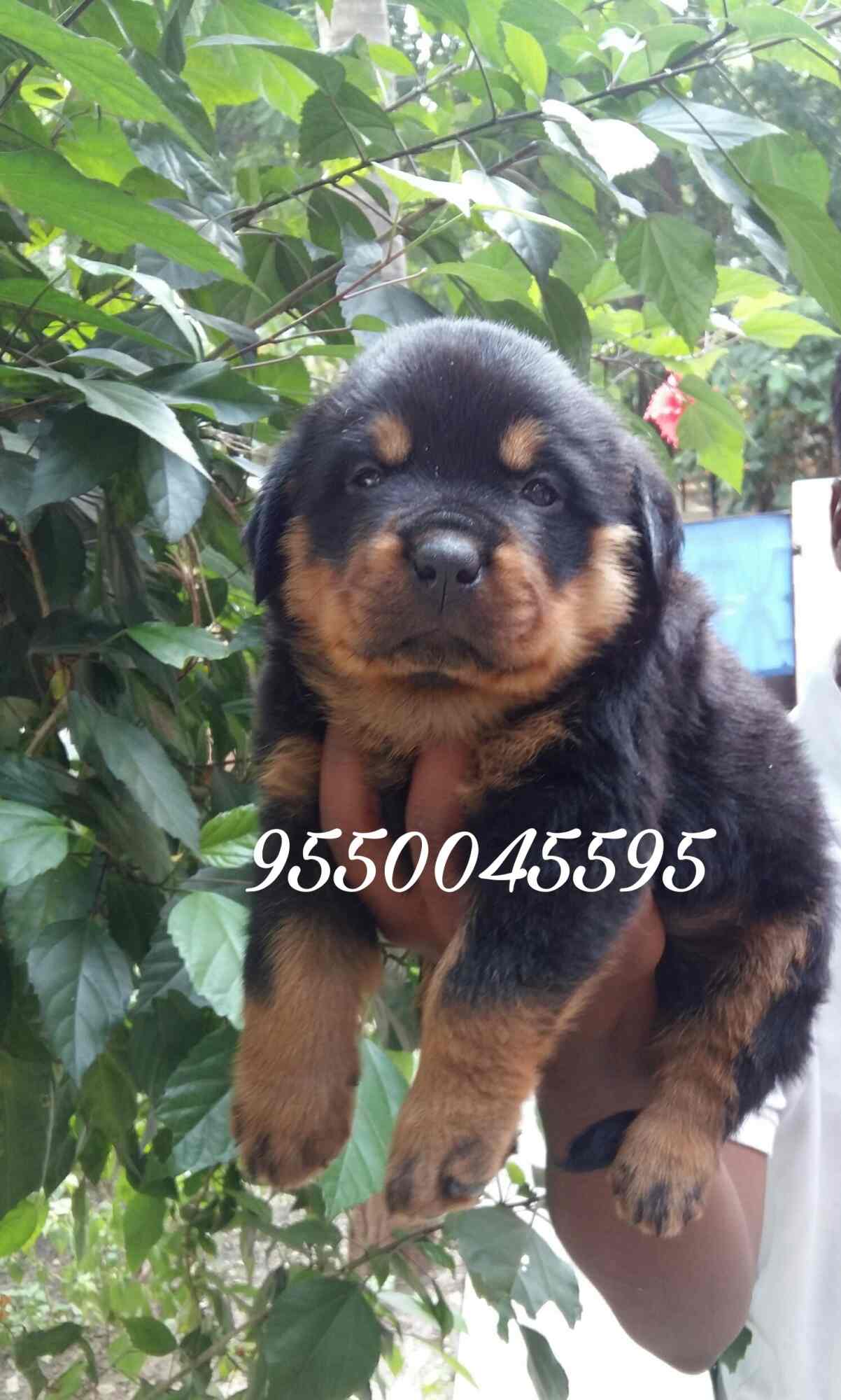 Danny Kennels Photos, Secunderabad, Hyderabad Pictures & Images