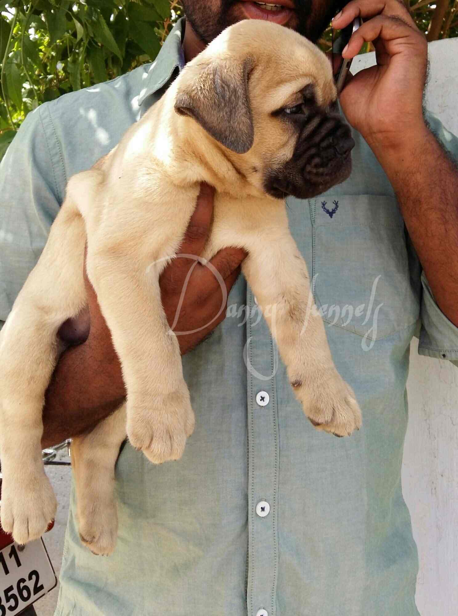 Danny Kennels Photos, Secunderabad, Hyderabad Pictures & Images