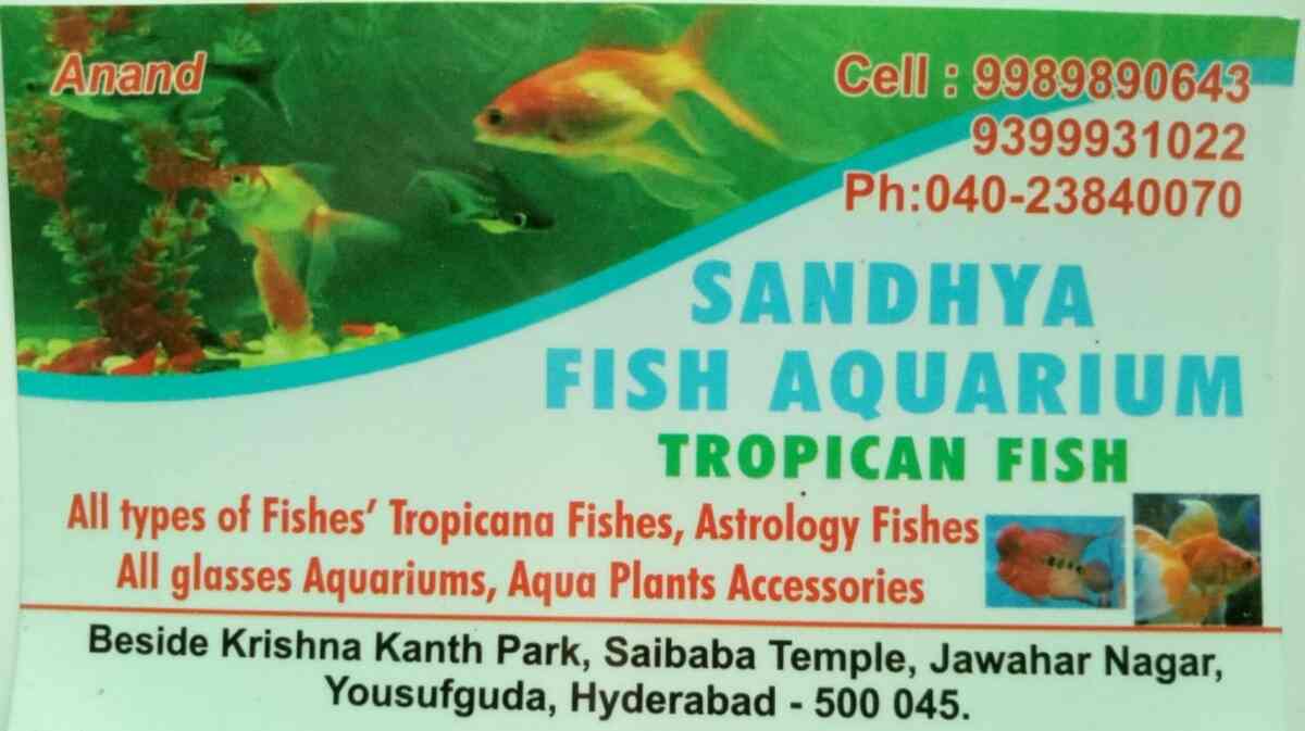 Top Fish Aquarium Dealers in Sanath Nagar Best Fish Aquarium Shops