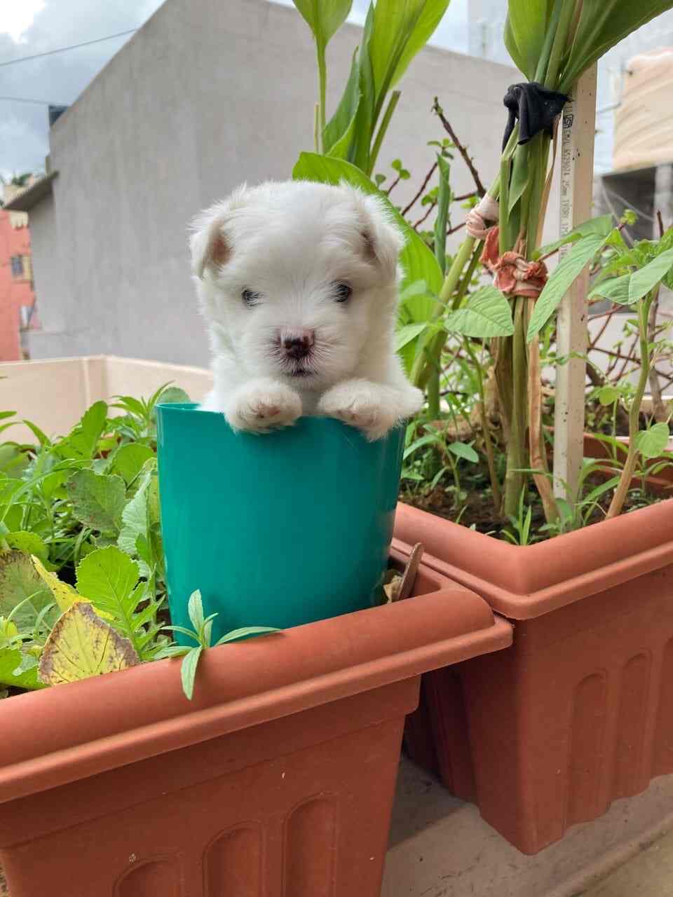 Pet Paradise in Kondapur,Hyderabad Best Aquarium Fish Dealers in