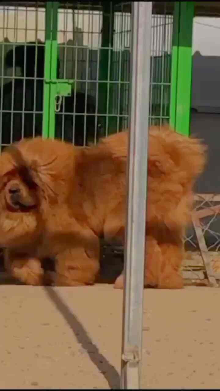 Pet Paradise in Kondapur,Hyderabad Best Aquarium Fish Dealers in