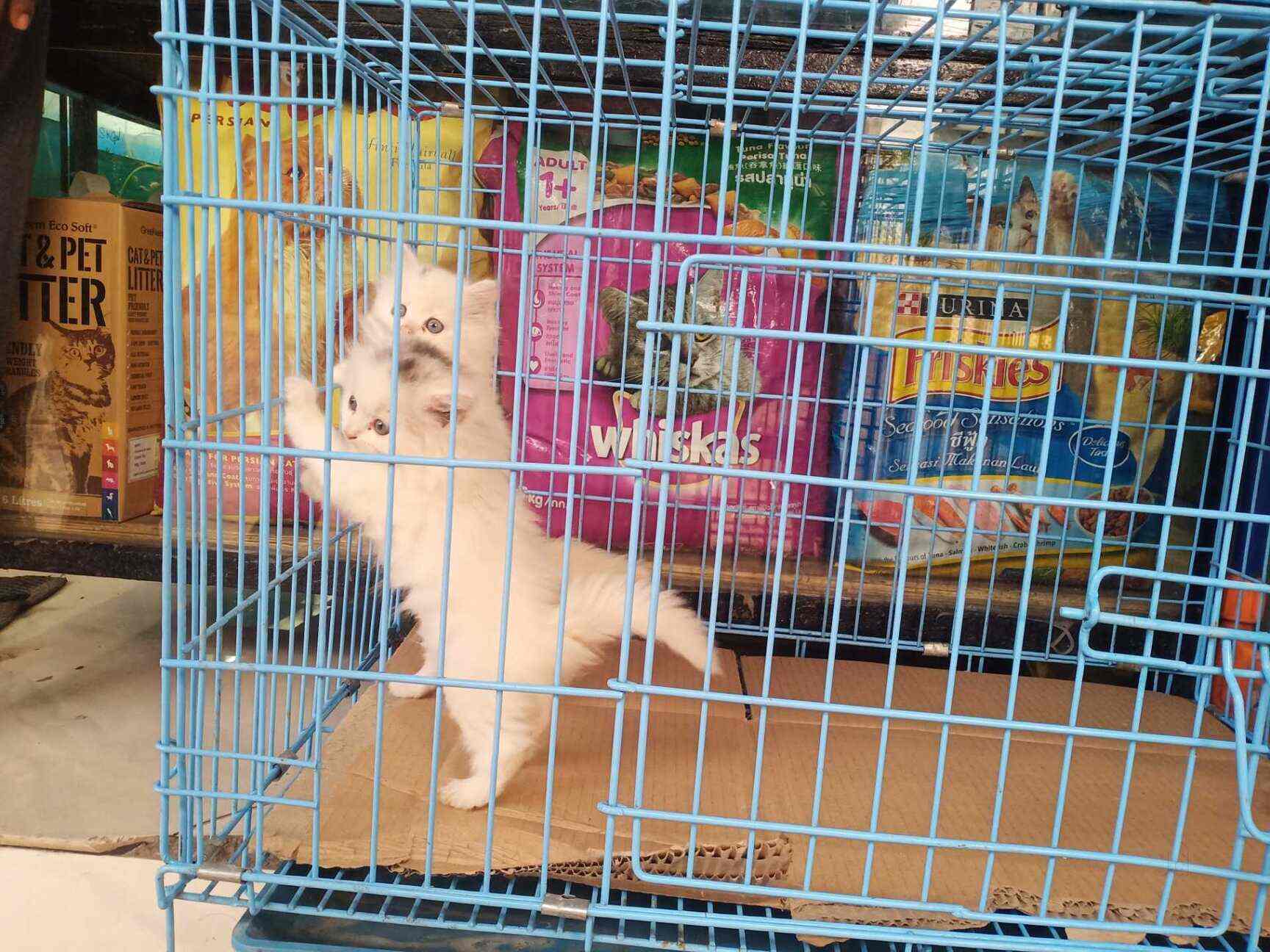 Kings Fish World in Shah Ali Banda,Hyderabad Best Cat Food Retailers