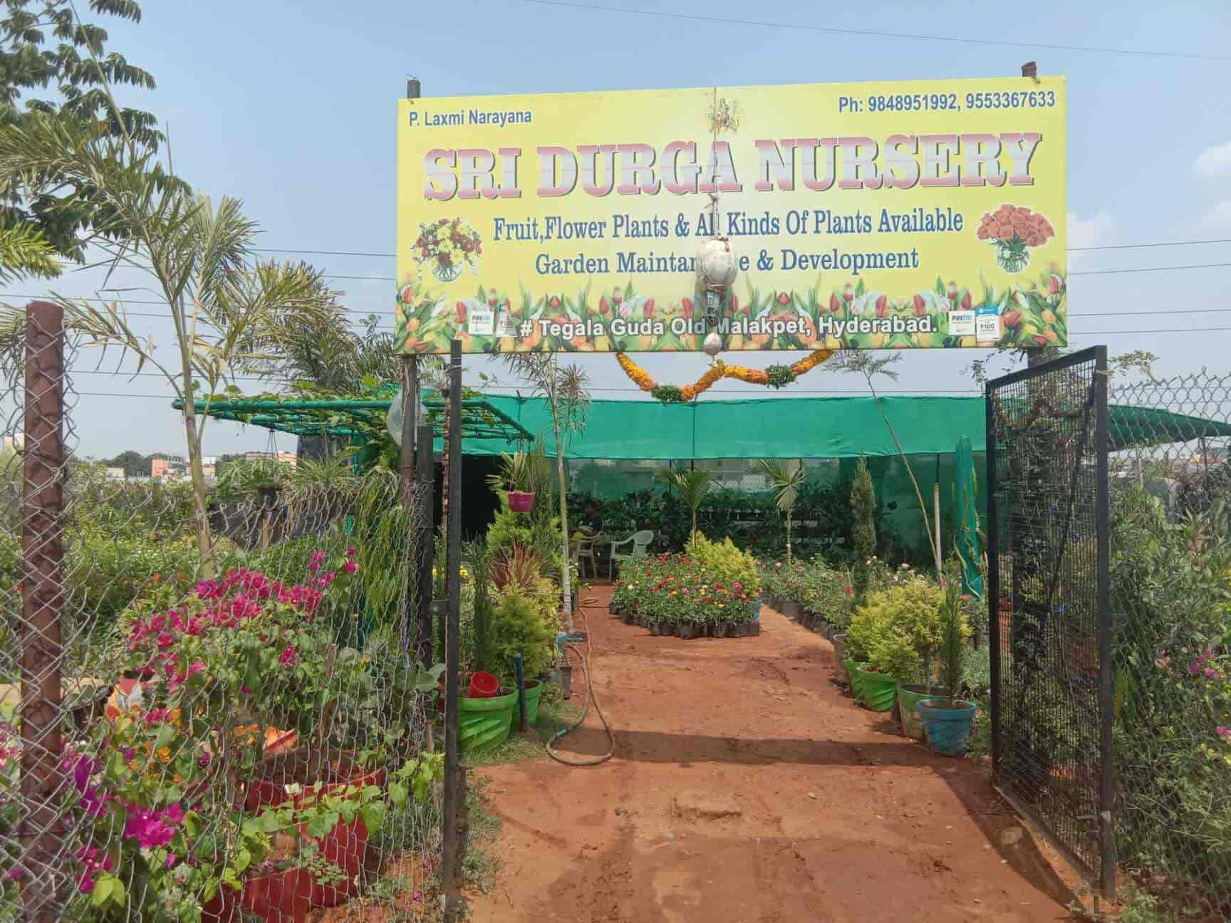 Top 100 Fruit Plant Nurseries In Hyderabad Best Custard Le Dealers Justdial Fruit Plant Nurseries In Hyderabad