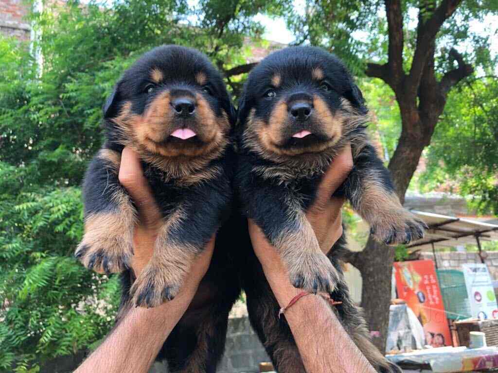 Top Pet Shops in Hyderabad Best Pet Store near me Justdial