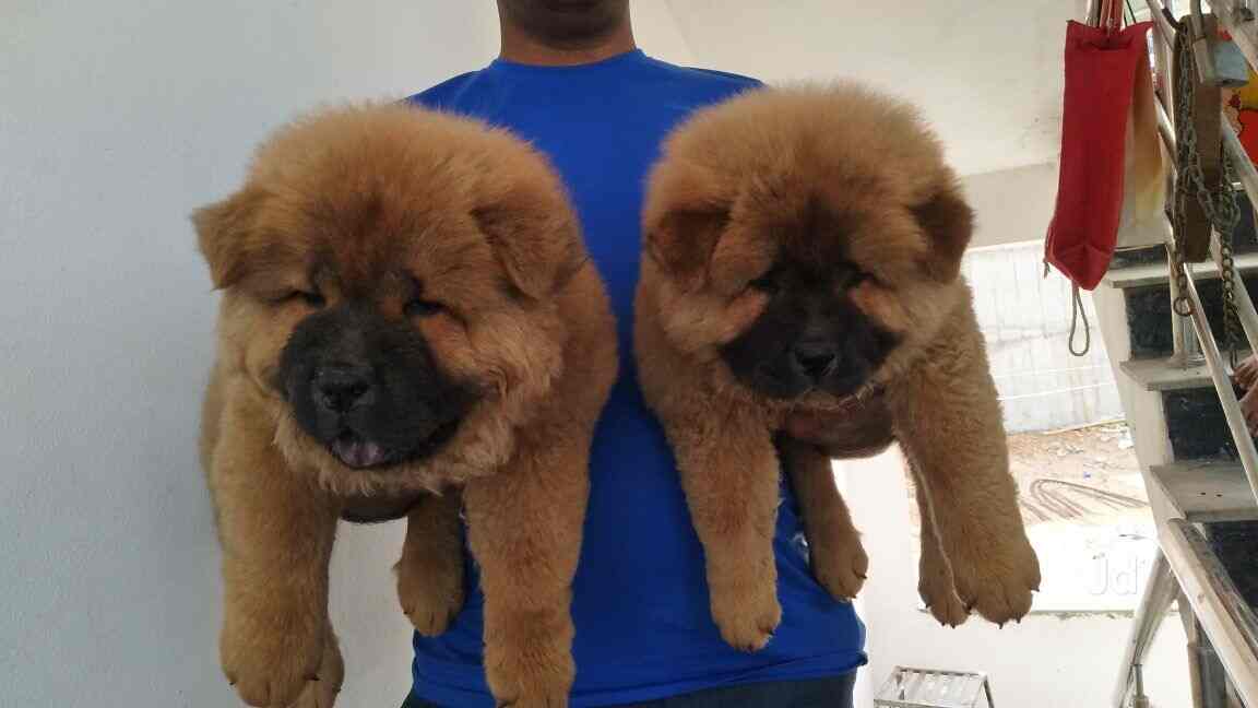 Top Pet Shops For Dog in BK Guda,Hyderabad Best Pet Supplies Store