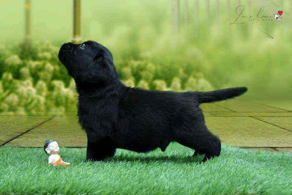 Sunny Pets in Sainikpuri,Hyderabad Best Pet Shops in Hyderabad Justdial