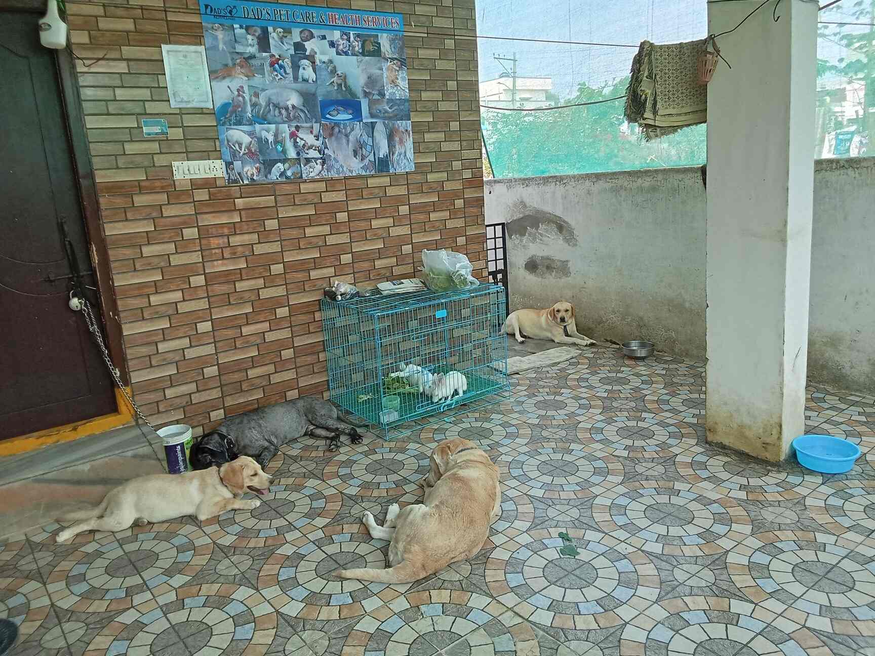 Dad's Pet Care And Health Services in Dammaiguda,Hyderabad Best Dog