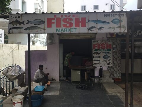 Fresh live shop fish near me