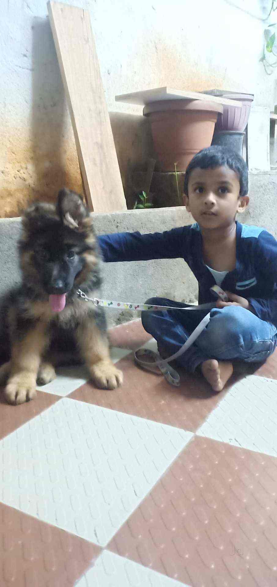 Top Pet Shops in Hyderabad Best Pet Store near me Justdial