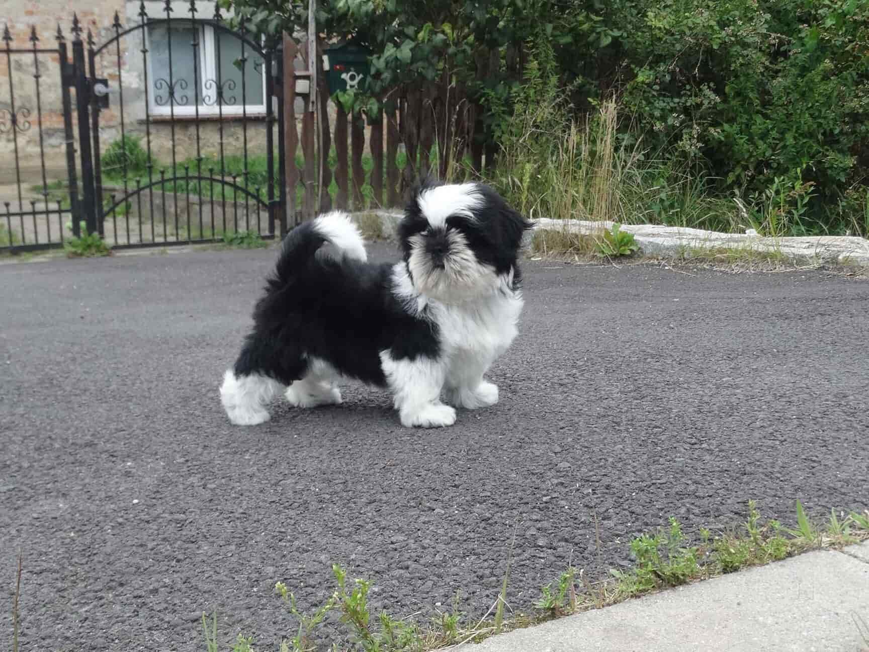 Top Pet Shops For Rabbit in LB Nagar, Hyderabad Best Pet Stores For